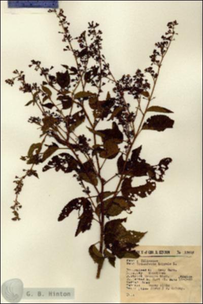 URN_catalog_HBHinton_herbarium_15618.jpg.jpg