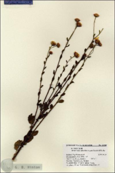 URN_catalog_HBHinton_herbarium_28284.jpg.jpg