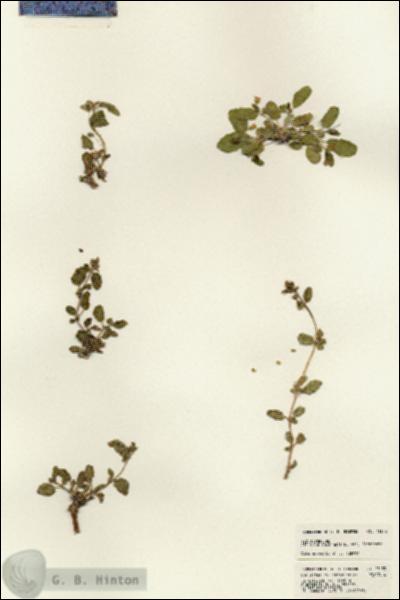 URN_catalog_HBHinton_herbarium_23133.jpg.jpg