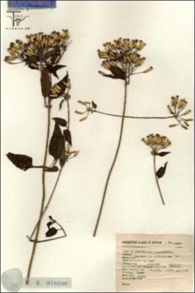 URN_catalog_HBHinton_herbarium_2465.jpg.jpg