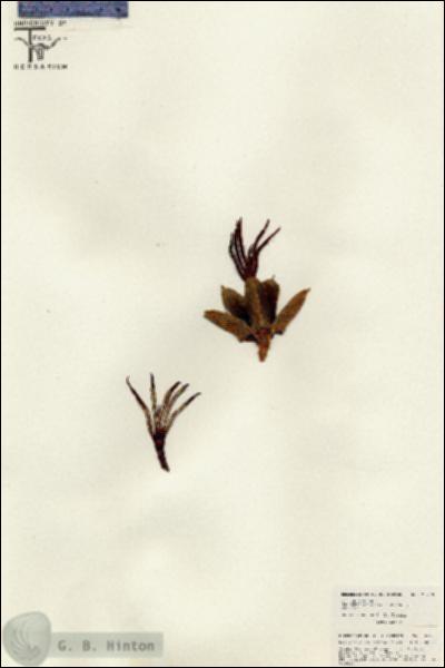 URN_catalog_HBHinton_herbarium_26279.jpg.jpg