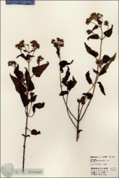 URN_catalog_HBHinton_herbarium_23631.jpg.jpg