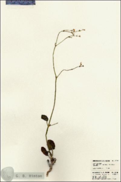 URN_catalog_HBHinton_herbarium_23188.jpg.jpg