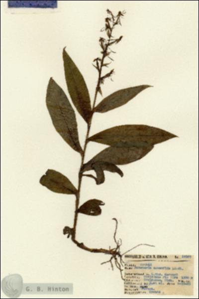 URN_catalog_HBHinton_herbarium_15122.jpg.jpg
