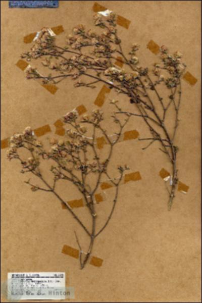 URN_catalog_HBHinton_herbarium_18075.jpg.jpg