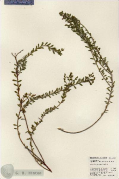 URN_catalog_HBHinton_herbarium_24243.jpg.jpg