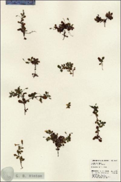 URN_catalog_HBHinton_herbarium_24294.jpg.jpg