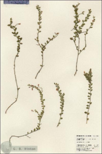 URN_catalog_HBHinton_herbarium_24242.jpg.jpg