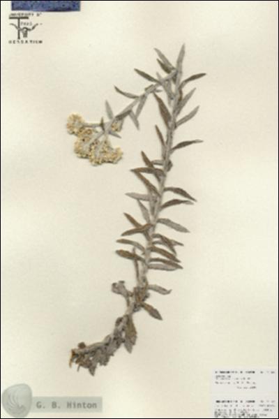 URN_catalog_HBHinton_herbarium_25847.jpg.jpg