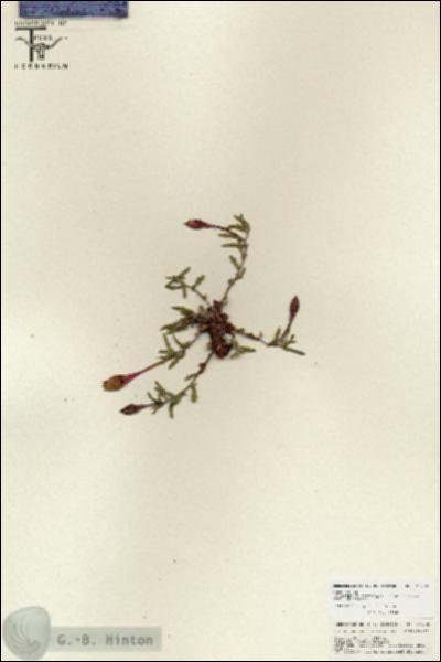 URN_catalog_HBHinton_herbarium_25750.jpg.jpg