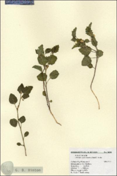 URN_catalog_HBHinton_herbarium_18256.jpg.jpg