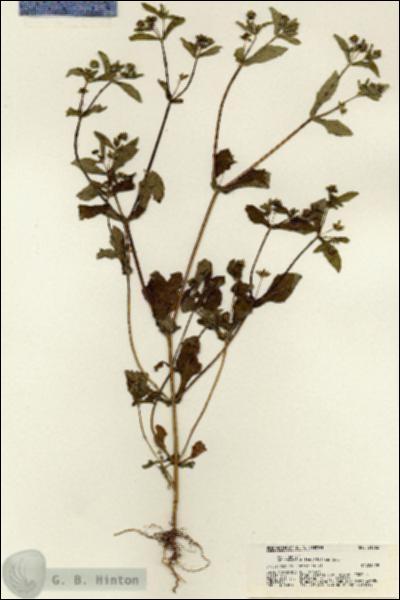 URN_catalog_HBHinton_herbarium_21362.jpg.jpg
