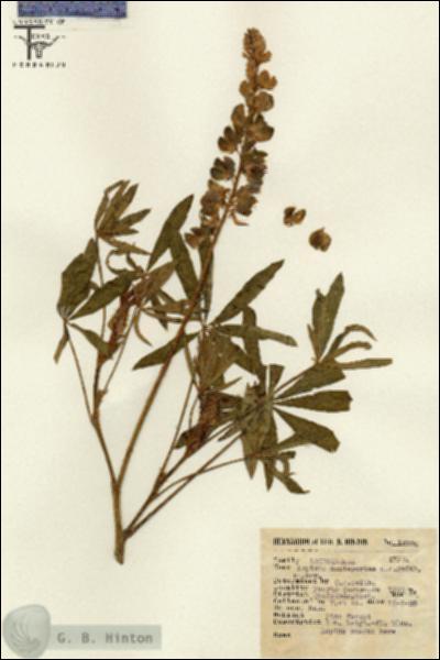 URN_catalog_HBHinton_herbarium_12720.jpg.jpg