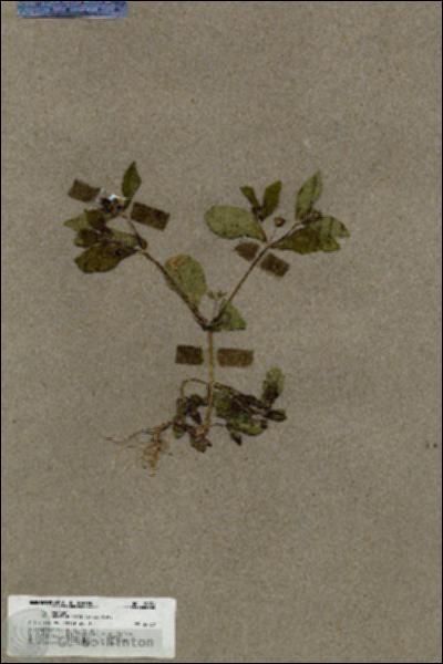 URN_catalog_HBHinton_herbarium_19839.jpg.jpg