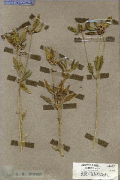 URN_catalog_HBHinton_herbarium_19493.jpg.jpg