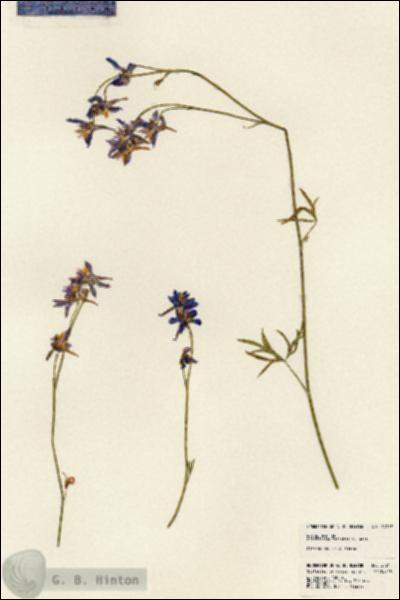 URN_catalog_HBHinton_herbarium_24217.jpg.jpg