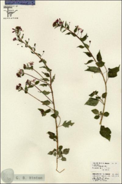 URN_catalog_HBHinton_herbarium_26250.jpg.jpg