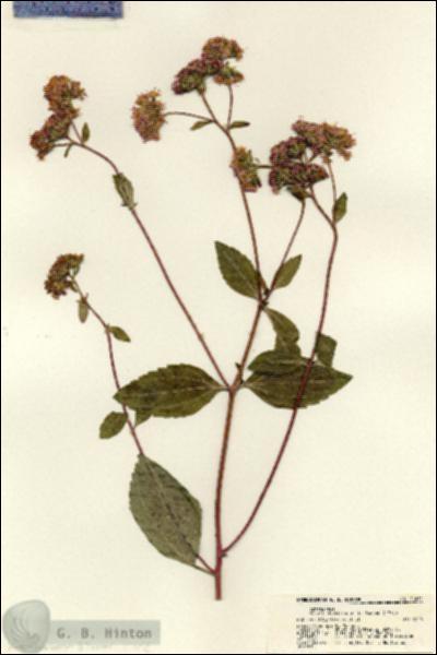 URN_catalog_HBHinton_herbarium_21611.jpg.jpg
