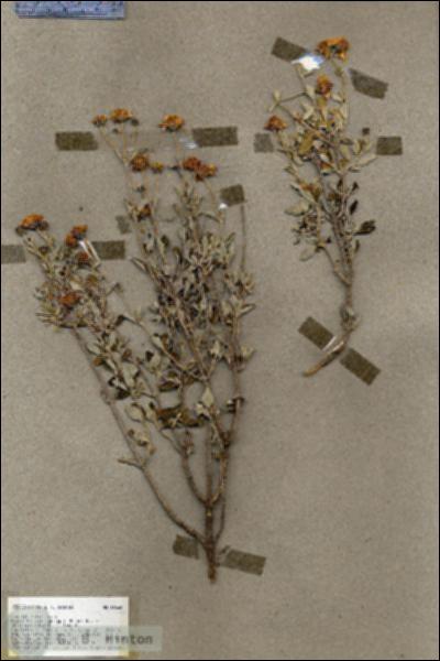 URN_catalog_HBHinton_herbarium_18568.jpg.jpg