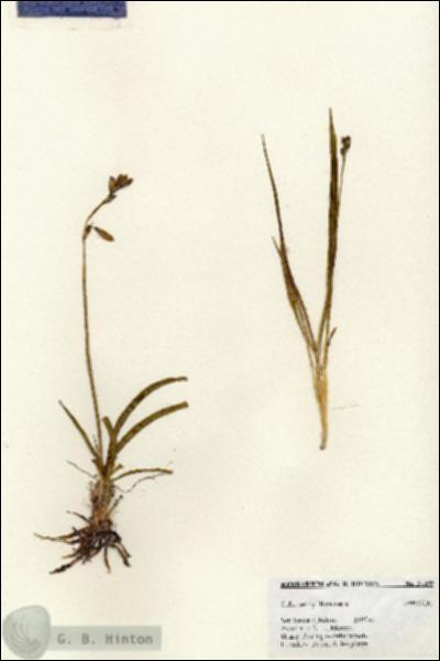 URN_catalog_HBHinton_herbarium_27399.jpg.jpg