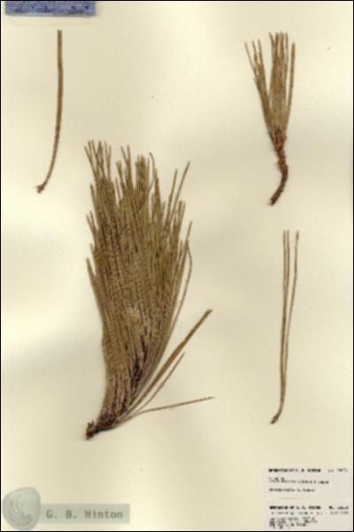 URN_catalog_HBHinton_herbarium_22628.jpg.jpg