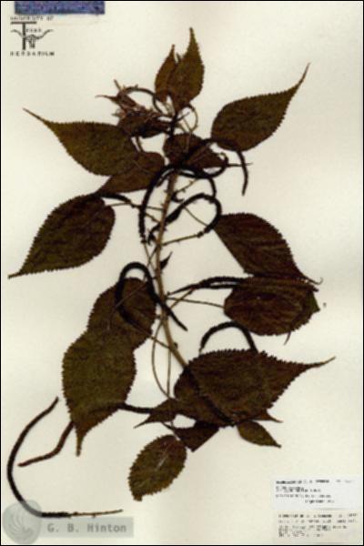 URN_catalog_HBHinton_herbarium_26732.jpg.jpg