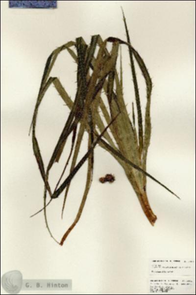 URN_catalog_HBHinton_herbarium_24801.jpg.jpg