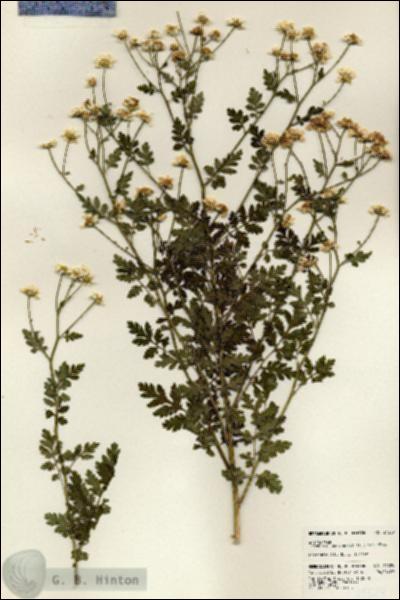 URN_catalog_HBHinton_herbarium_24329.jpg.jpg