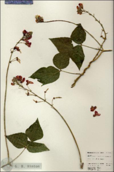 URN_catalog_HBHinton_herbarium_24691.jpg.jpg