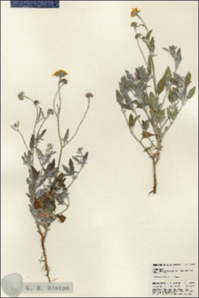 URN_catalog_HBHinton_herbarium_24748.jpg.jpg