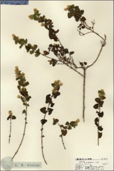 URN_catalog_HBHinton_herbarium_22572.jpg.jpg