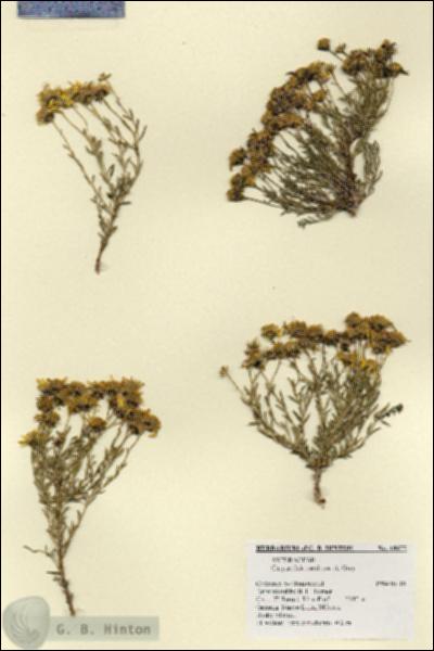 URN_catalog_HBHinton_herbarium_18677.jpg.jpg