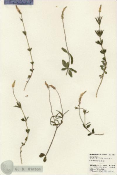 URN_catalog_HBHinton_herbarium_24084.jpg.jpg