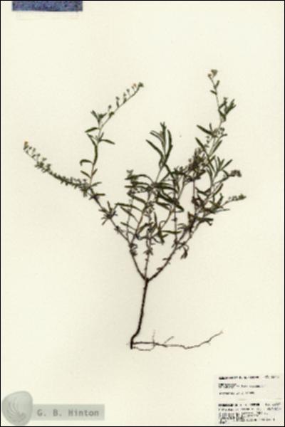 URN_catalog_HBHinton_herbarium_23745.jpg.jpg