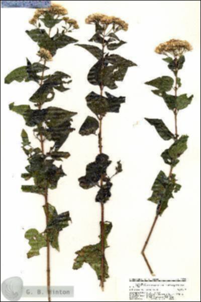 URN_catalog_HBHinton_herbarium_20789.jpg.jpg