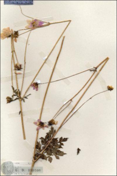 URN_catalog_HBHinton_herbarium_19178.jpg.jpg