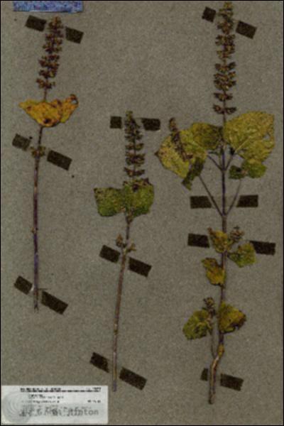 URN_catalog_HBHinton_herbarium_18637.jpg.jpg