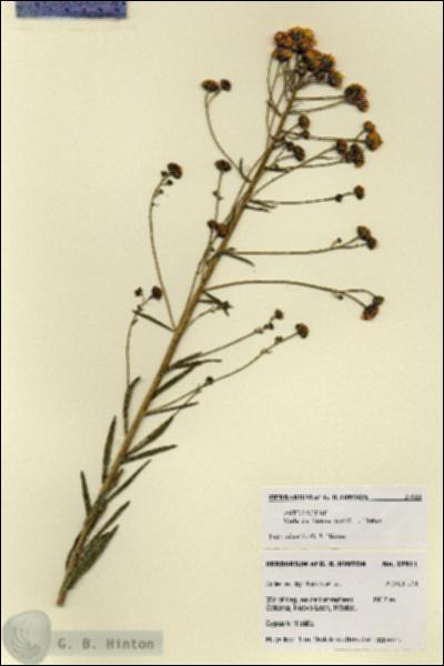 URN_catalog_HBHinton_herbarium_27911.jpg.jpg