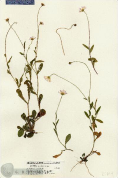 URN_catalog_HBHinton_herbarium_21619.jpg.jpg