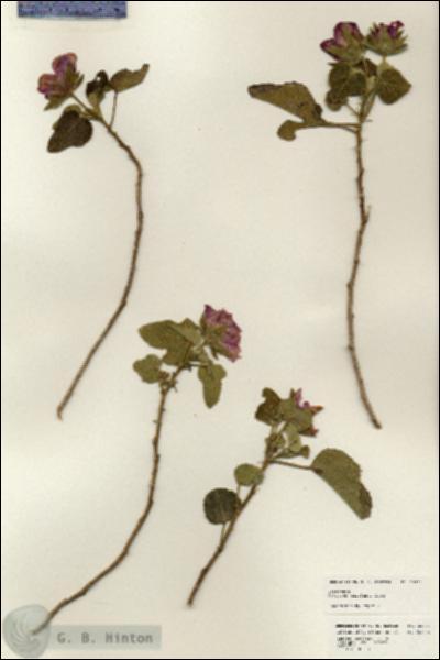 URN_catalog_HBHinton_herbarium_25221.jpg.jpg