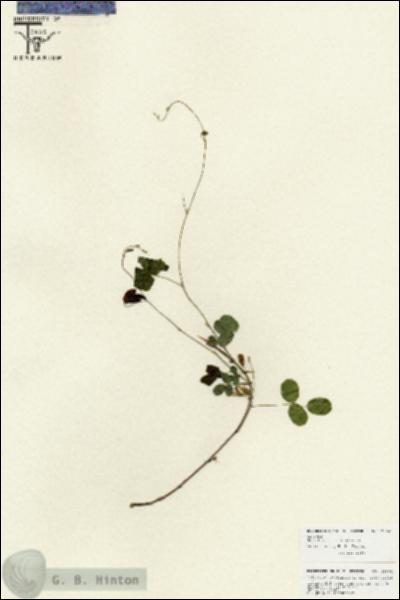 URN_catalog_HBHinton_herbarium_25866.jpg.jpg