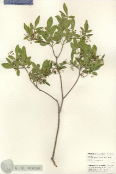 URN_catalog_HBHinton_herbarium_24960.jpg.jpg