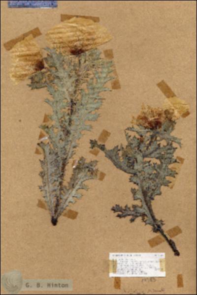 URN_catalog_HBHinton_herbarium_17383.jpg.jpg