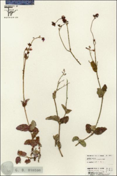 URN_catalog_HBHinton_herbarium_25615.jpg.jpg