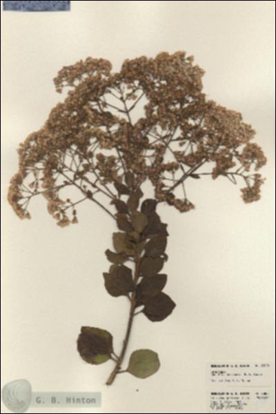 URN_catalog_HBHinton_herbarium_23828.jpg.jpg