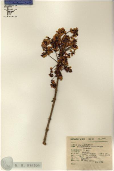 URN_catalog_HBHinton_herbarium_7503.jpg.jpg