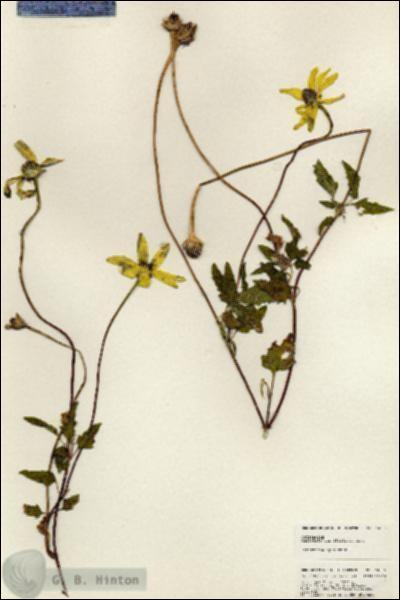 URN_catalog_HBHinton_herbarium_24935.jpg.jpg