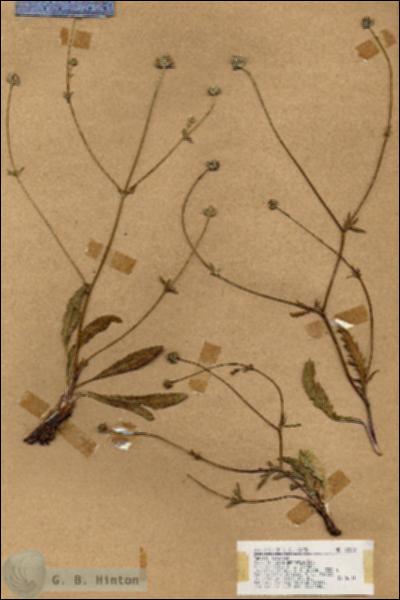 URN_catalog_HBHinton_herbarium_18282.jpg.jpg