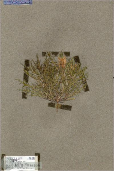 URN_catalog_HBHinton_herbarium_19506.jpg.jpg