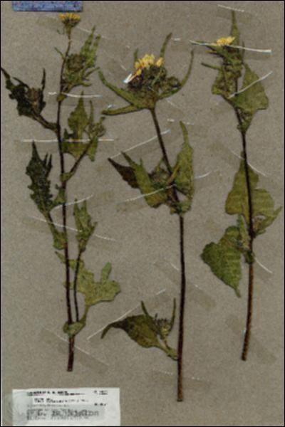 URN_catalog_HBHinton_herbarium_19573.jpg.jpg